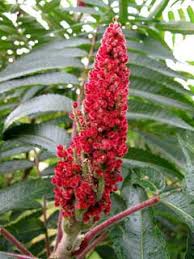 Attēlu rezultāti vaicājumam “Rhus typhina flower”