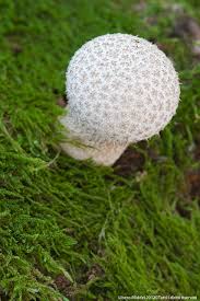 Attēlu rezultāti vaicājumam “Calvatia utriformis”