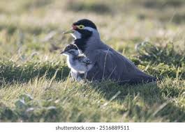 Attēlu rezultāti vaicājumam “Vanellus vanellus adult”