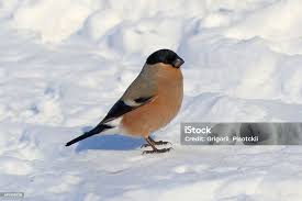 Attēlu rezultāti vaicājumam “Pyrrhula pyrrhula male”