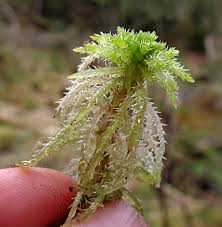 Attēlu rezultāti vaicājumam “Serpoleskea subtilis sporophyte”