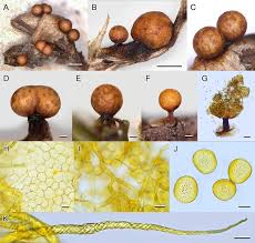 Attēlu rezultāti vaicājumam “Arcyria minuta stalked”