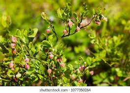 Attēlu rezultāti vaicājumam “Vaccinium uliginosum bud”