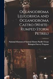 Image result for Oceanodroma castro