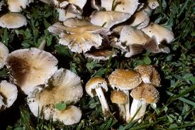 Attēlu rezultāti vaicājumam “Psathyrella pygmaea”