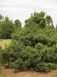 Attēlu rezultāti vaicājumam “Pinus strobus”