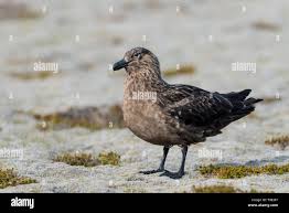 Image result for Stercorarius skua