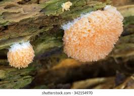 Attēlu rezultāti vaicājumam “Tubifera sp.”