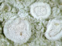 Attēlu rezultāti vaicājumam “Lecanora albella”