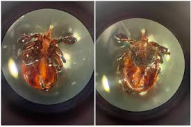 Attēlu rezultāti vaicājumam “Ixodes male”