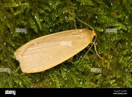 Attēlu rezultāti vaicājumam “Eilema griseola larva”