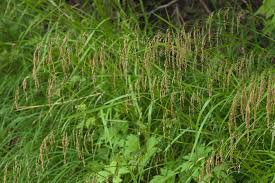 Attēlu rezultāti vaicājumam “Glyceria lithuanica”