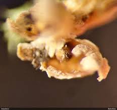 Attēlu rezultāti vaicājumam “Diderma montanum macro”