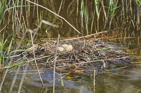 Attēlu rezultāti vaicājumam “Podiceps cristatus nest”