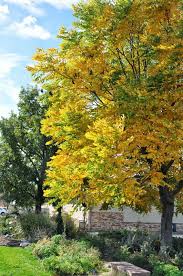 Attēlu rezultāti vaicājumam “Gymnocladus dioicus”