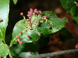 Attēlu rezultāti vaicājumam “Eriophyes padi”