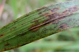 Attēlu rezultāti vaicājumam “Brachypodium sylvaticum leaf”
