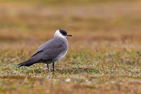 Attēlu rezultāti vaicājumam “Stercorarius parasiticus”