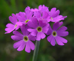 Attēlu rezultāti vaicājumam “Primula farinosa bud”