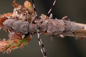 Attēlu rezultāti vaicājumam “Acanthocinus aedilis”