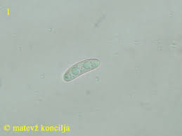 Attēlu rezultāti vaicājumam “Propolis farinosa”