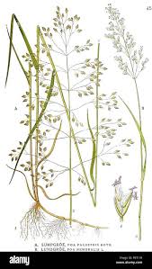 Attēlu rezultāti vaicājumam “Poa palustris leaf”