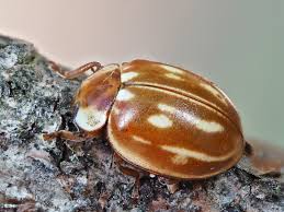 Attēlu rezultāti vaicājumam “Myzia oblongoguttata”