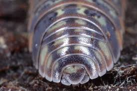 Attēlu rezultāti vaicājumam “Armadillidium pulchellum”