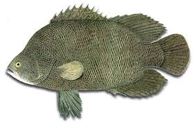 Image result for Lobotes surinamensis