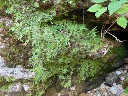 Attēlu rezultāti vaicājumam “Conocephalum salebrosum sporophyte”
