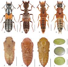 Attēlu rezultāti vaicājumam “Staphylinidae”
