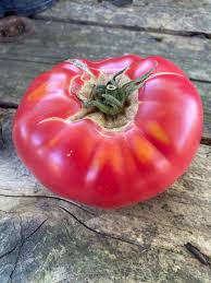 Afbeeldingsresultaat voor brandywine sudduth tomato