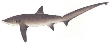 Image result for Alopias superciliosus