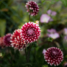 Image result for Chrysanthemum spectabile