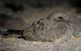Image result for Caprimulgus aegyptius