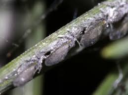 Attēlu rezultāti vaicājumam “Schizolachnus pineti”