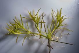 Attēlu rezultāti vaicājumam “Najas marina leaf”