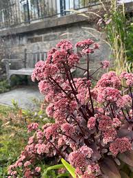 Attēlu rezultāti vaicājumam “Hylotelephium telephium”