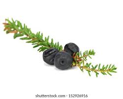 Attēlu rezultāti vaicājumam “Empetrum nigrum fruit”