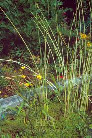 Attēlu rezultāti vaicājumam “Schoenoplectus lacustris subsp. lacustris”