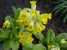 Image result for Himmelschlüssel