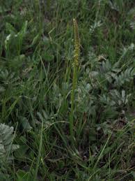 Attēlu rezultāti vaicājumam “Juncaginaceae”