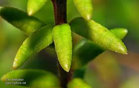 Attēlu rezultāti vaicājumam “Empetrum nigrum leaf”