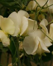 Attēlu rezultāti vaicājumam “Lathyrus vernus bud”