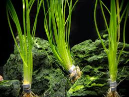 Attēlu rezultāti vaicājumam “Subularia aquatica leaf”