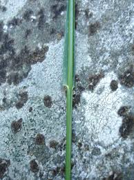 Attēlu rezultāti vaicājumam “Poa nemoralis leaf”