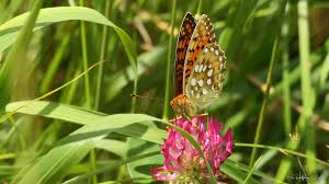 Attēlu rezultāti vaicājumam “Argynnis aglaja underside”