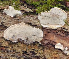 Attēlu rezultāti vaicājumam “Bjerkandera fumosa”