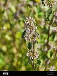 Attēlu rezultāti vaicājumam “Leonurus quinquelobatus”