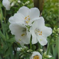 Image result for Polemonium coeruleum album